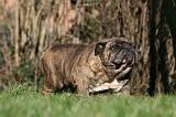 BULLDOG ANGLAIS 082